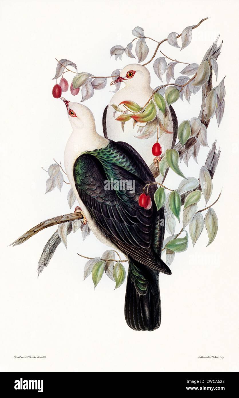 Vintage bird illustration by the naturalist John Gould (1804-1881). Stock Photo