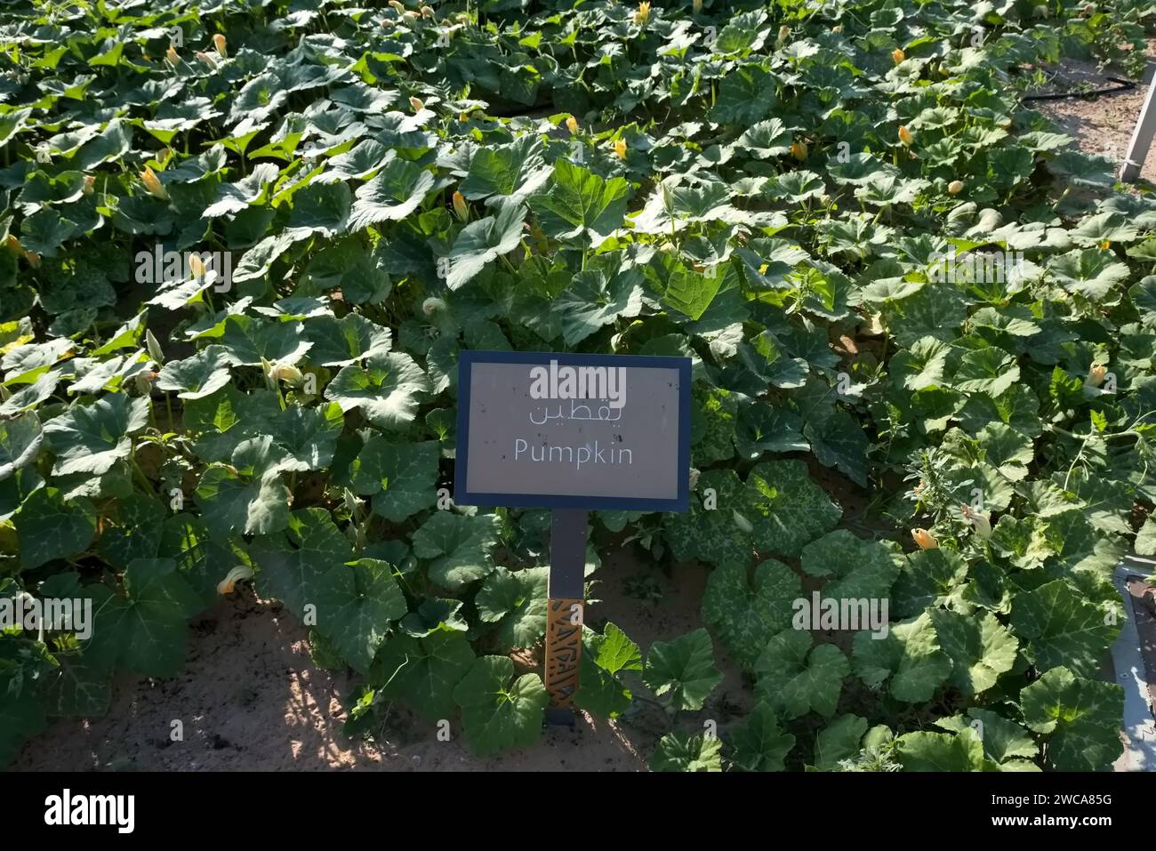 Quranic Park, Dubai, United Arab Emirates, January 12, 2024, The