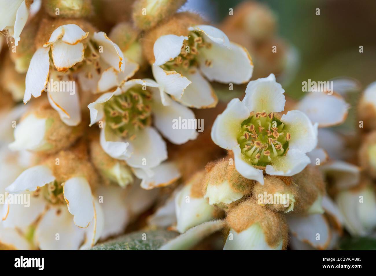 Close up of the Japanese Plum Flower, Eriobotrya japonica Stock Photo