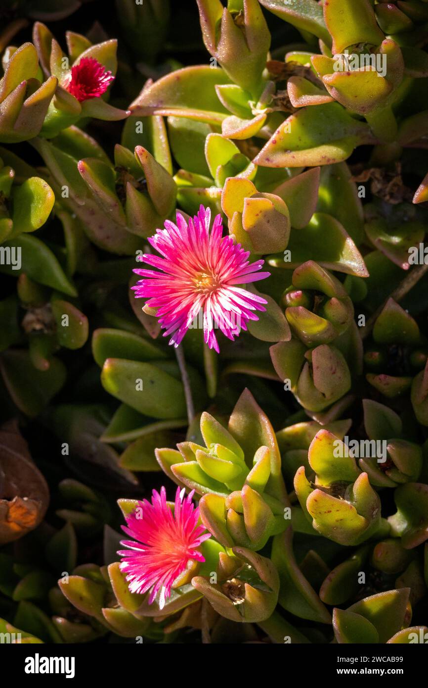 Mesembryanthemum cordifolium, Heart-leaf Ice Plant Stock Photo