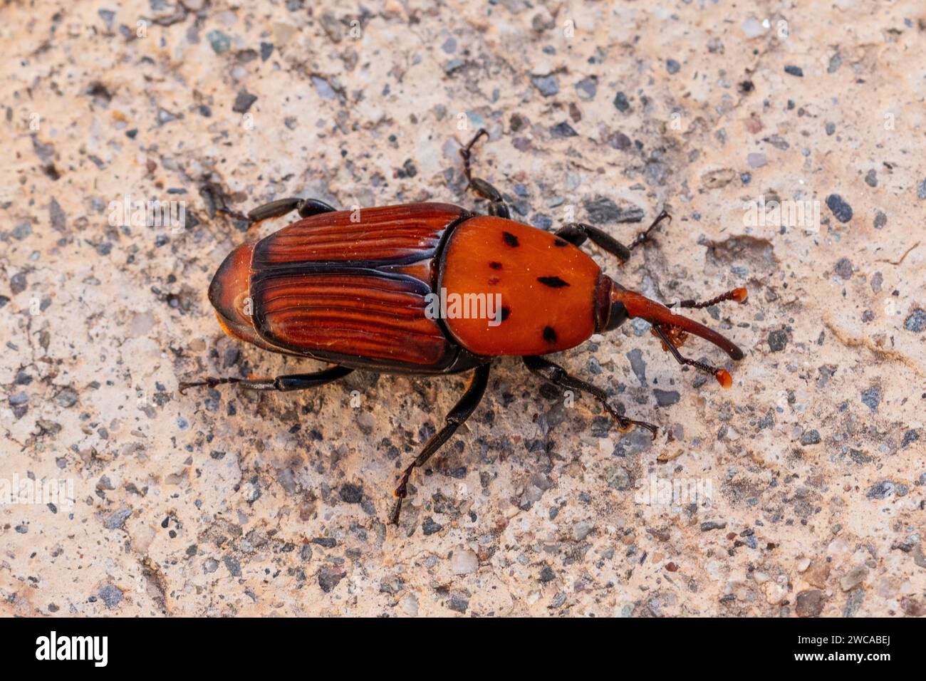 Rhynchophorus ferrugineus hi-res stock photography and images - Alamy
