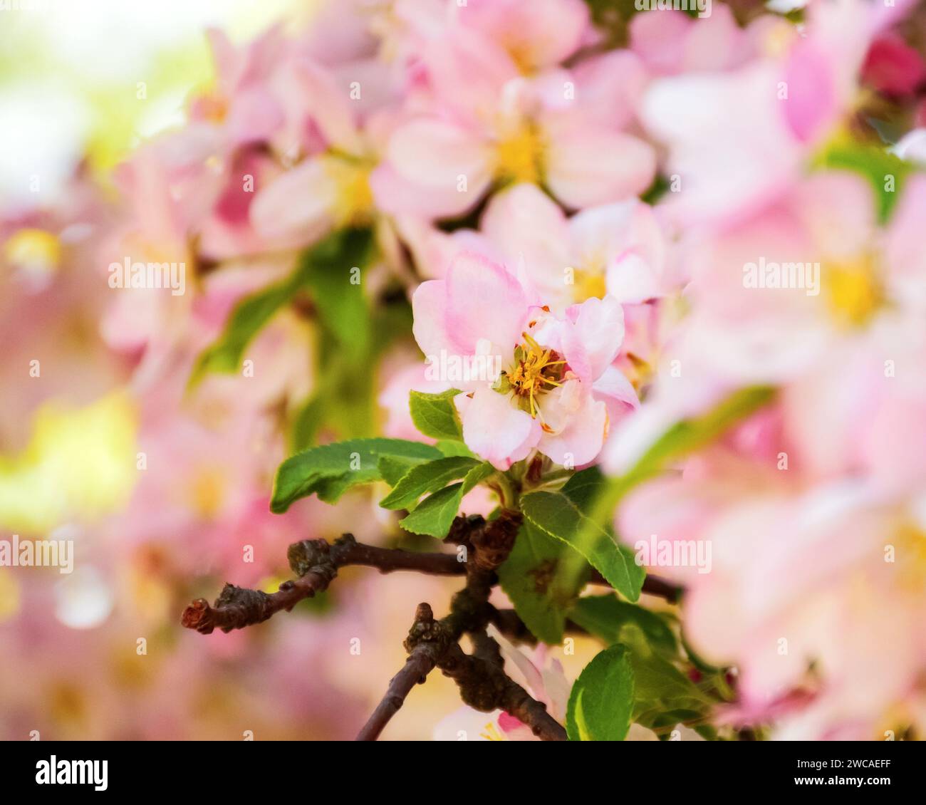 pink apple blossom background. decorative tree in morning light. springtime season wallpaper Stock Photo