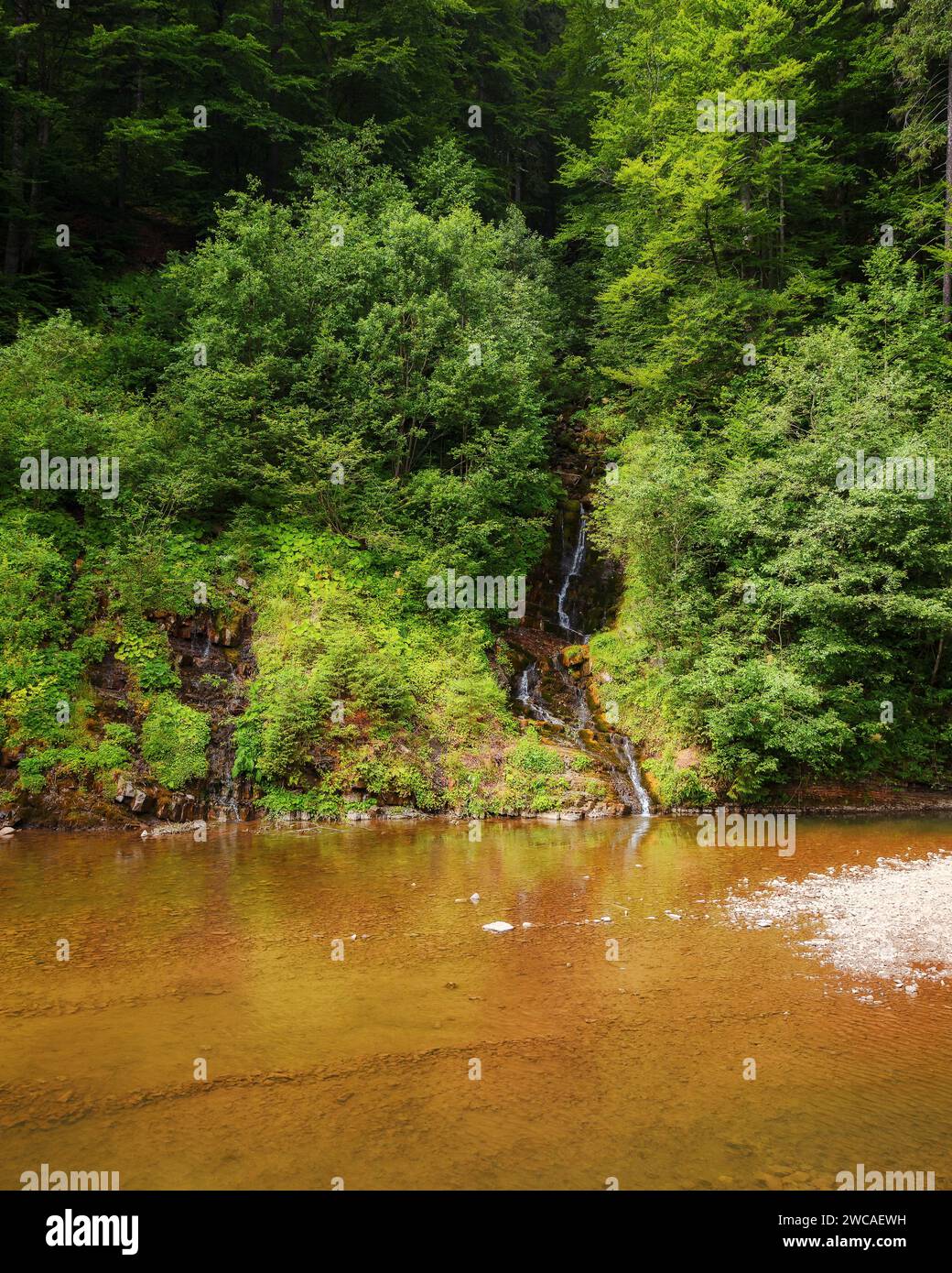 nature landscape with shallow river. forest on the shore. small waterfall among the trees Stock Photo