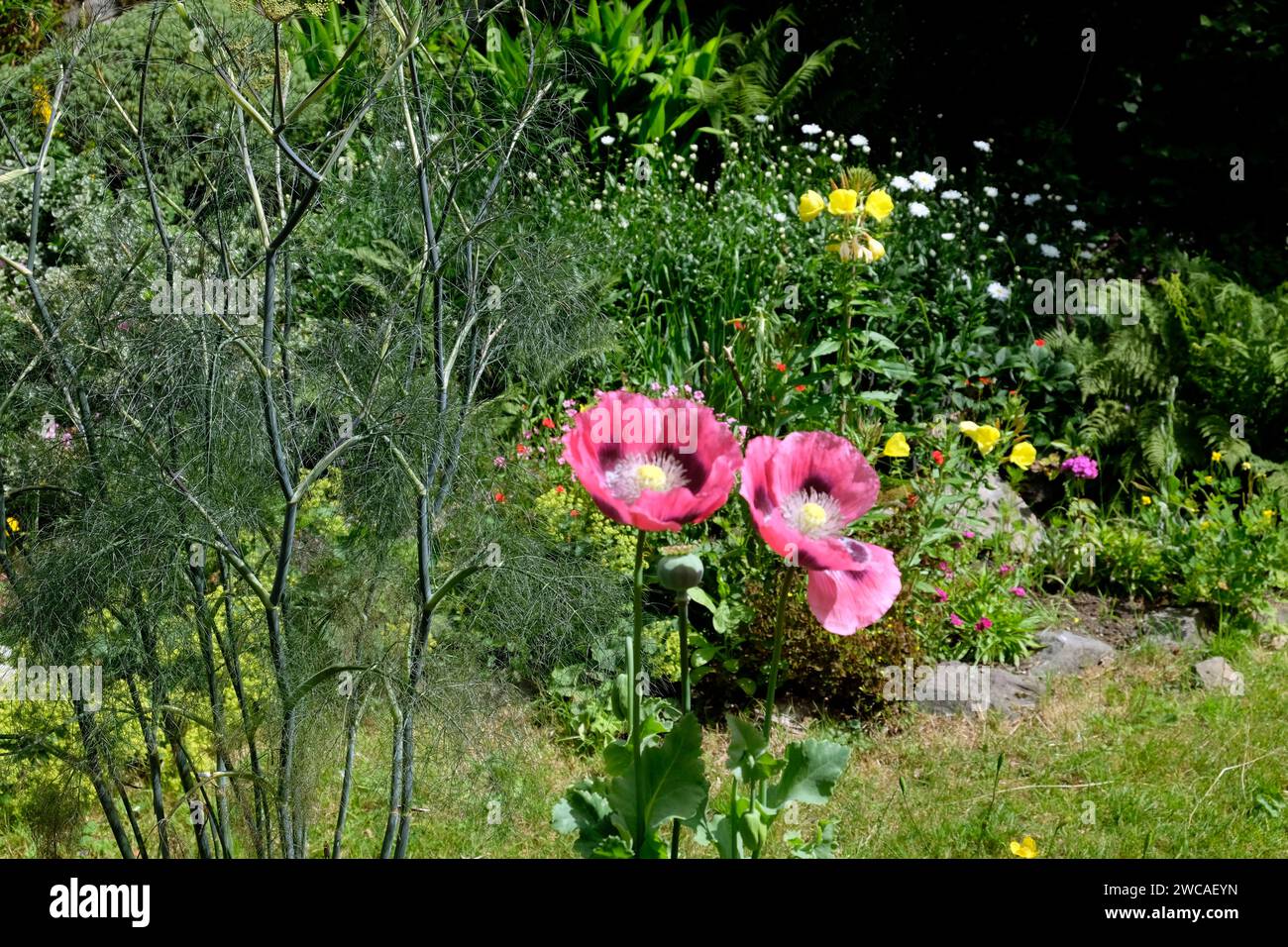 Pink poppies growing next to fennell plant in small backyard flower garden flowers blooming in July Carmarthenshire Wales UK Great BritainKATHY DEWITT Stock Photo