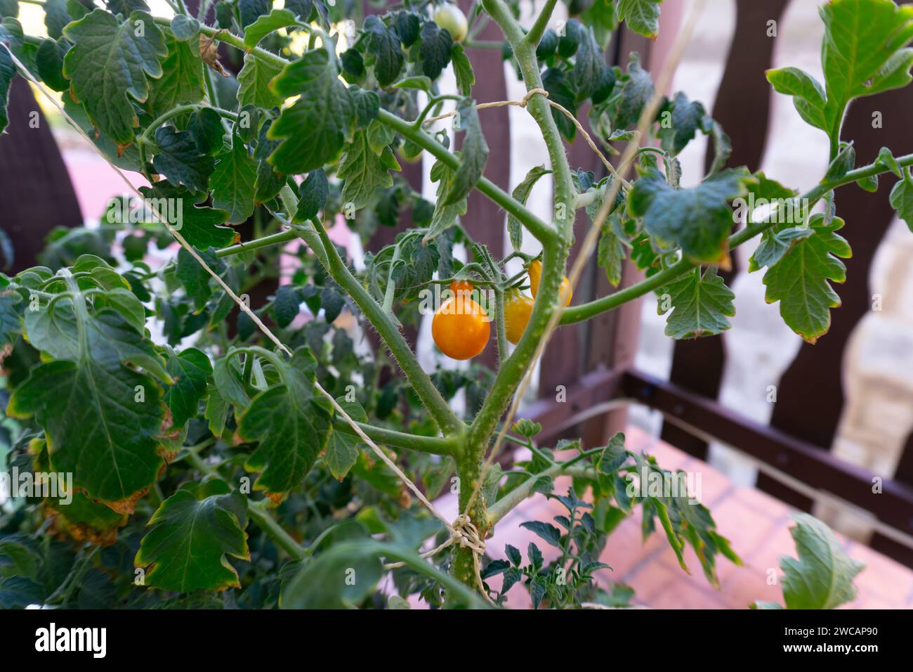 A close up of a tomato plant with lush green leaves and vibrant yellow and orange tomatoes Stock Photo
