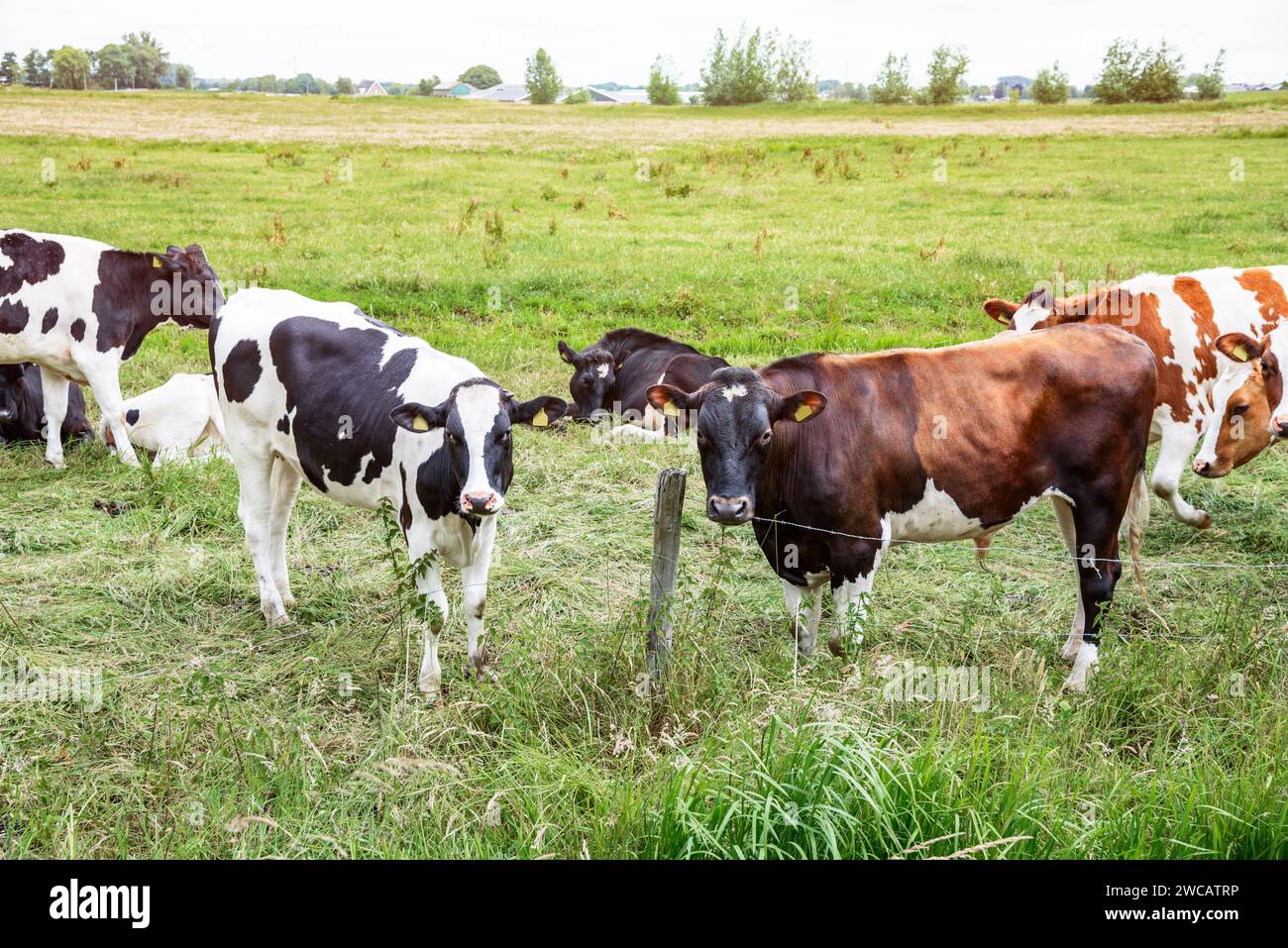 Dairy cattle out to pasture on a cloudy summer day Stock Photo - Alamy