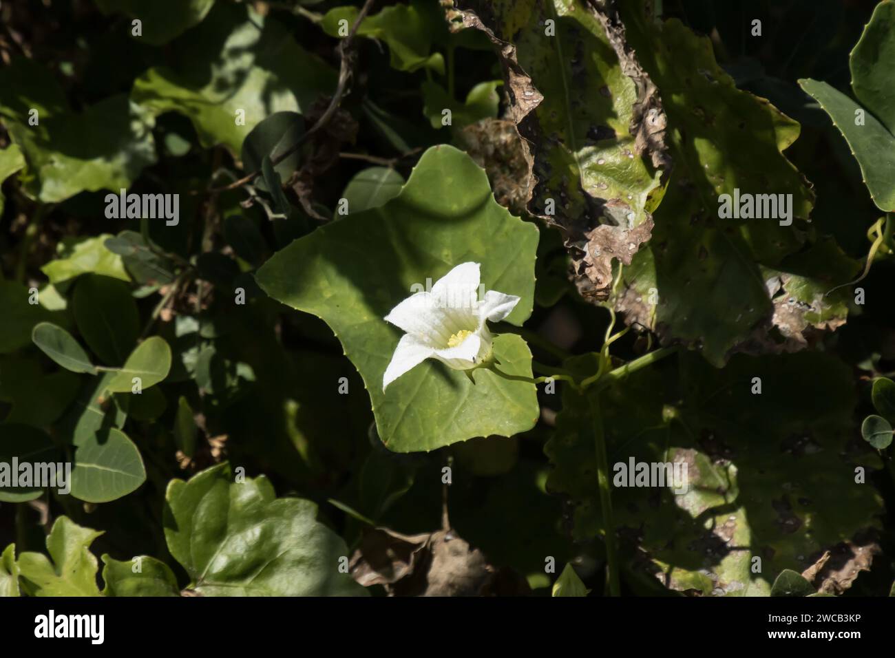 White flower Beaumontia grandiflora or easter lily vine Stock Photo