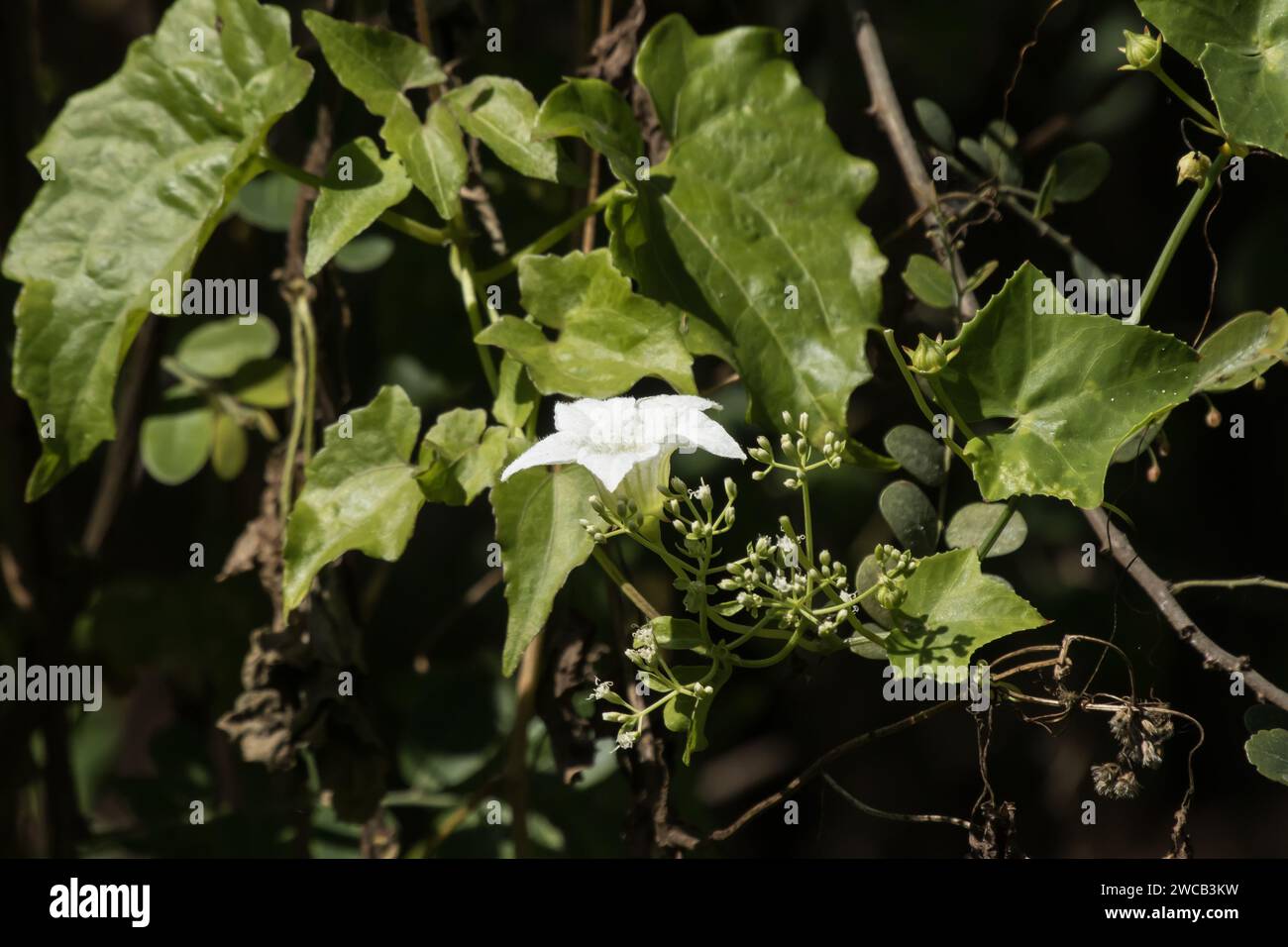 White flower Beaumontia grandiflora or easter lily vine Stock Photo