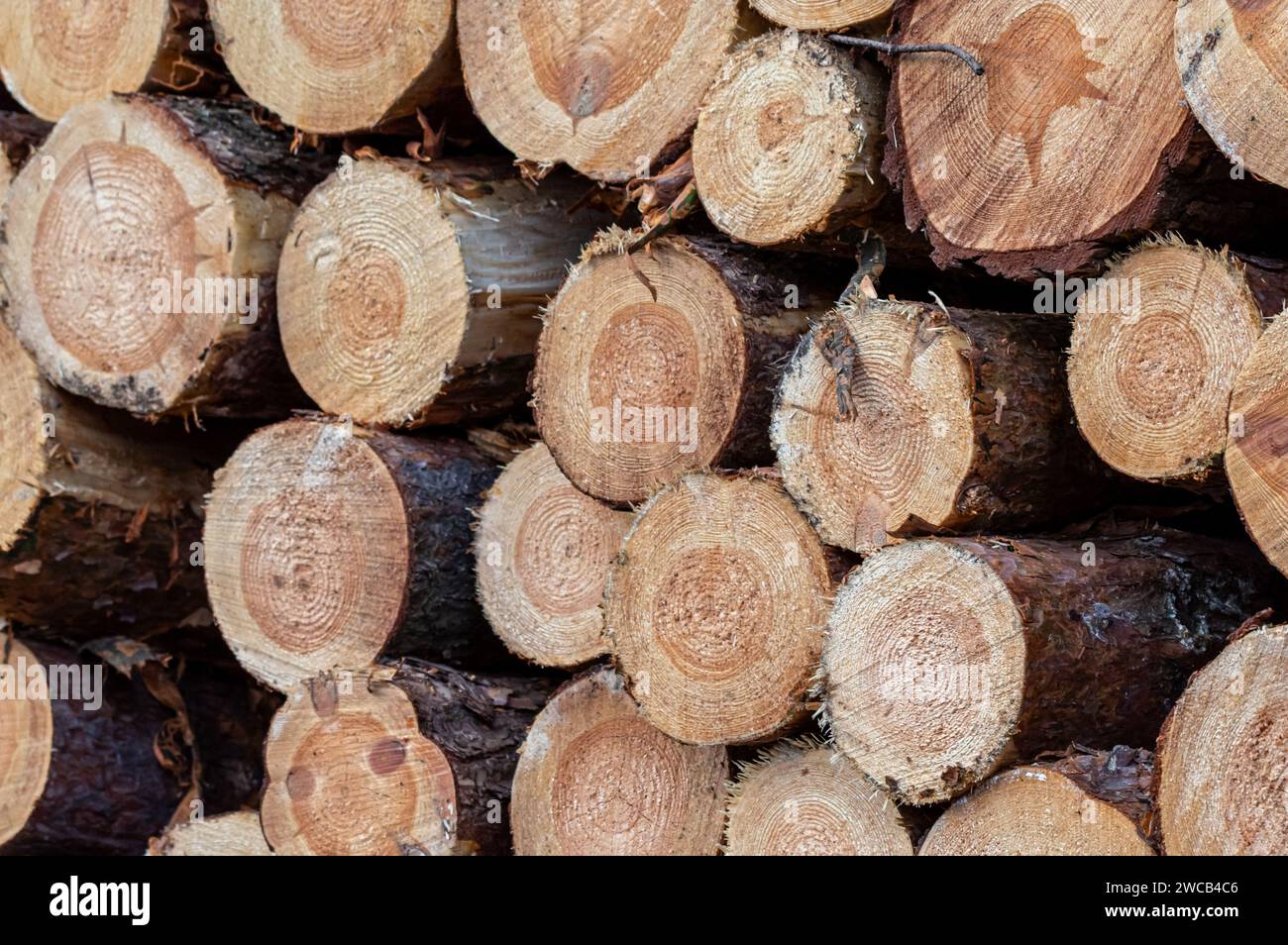 A pile of cut wooden logs lying on the ground, showcasing various sizes