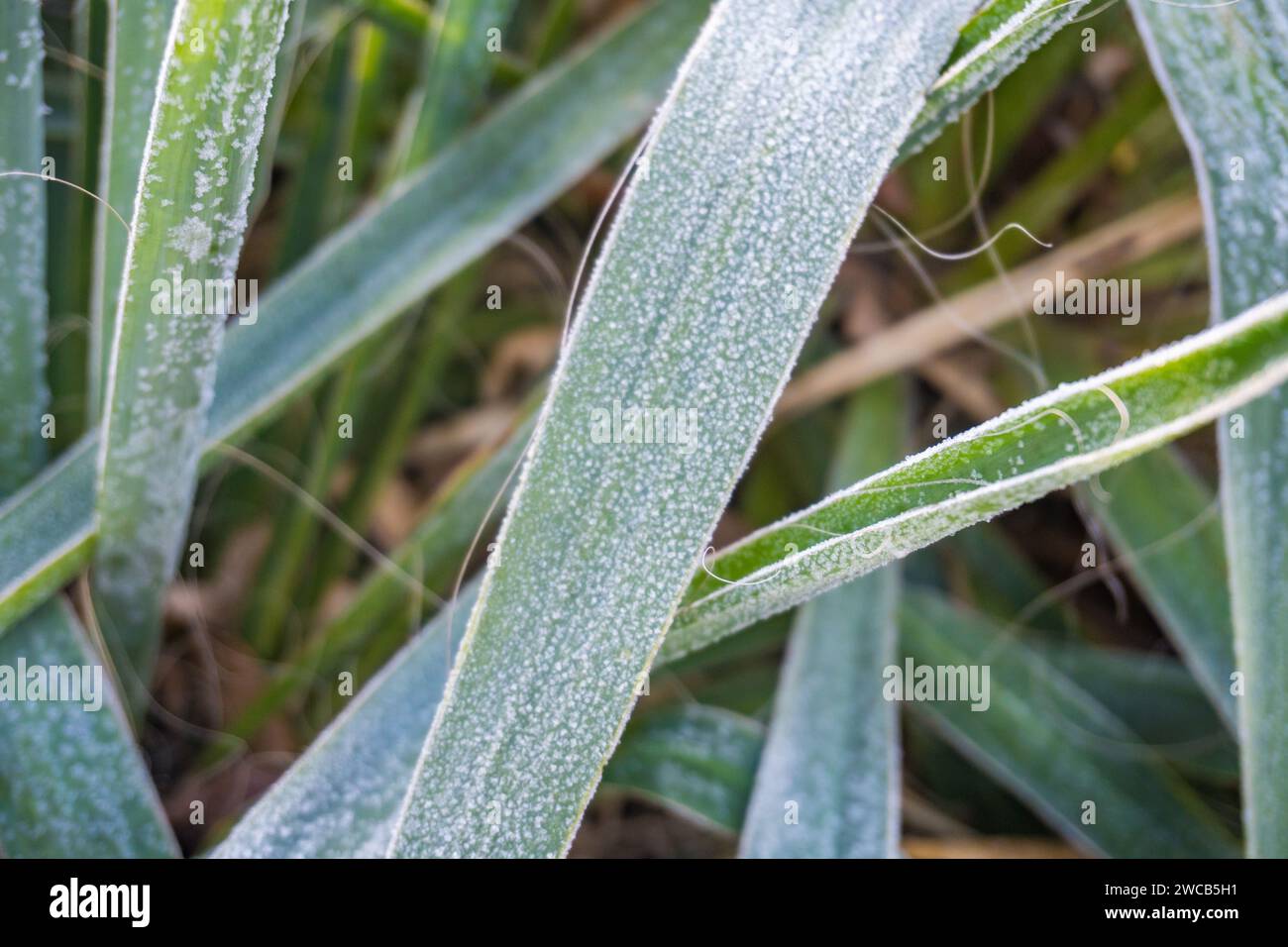 Agave winter snow hi-res stock photography and images - Alamy