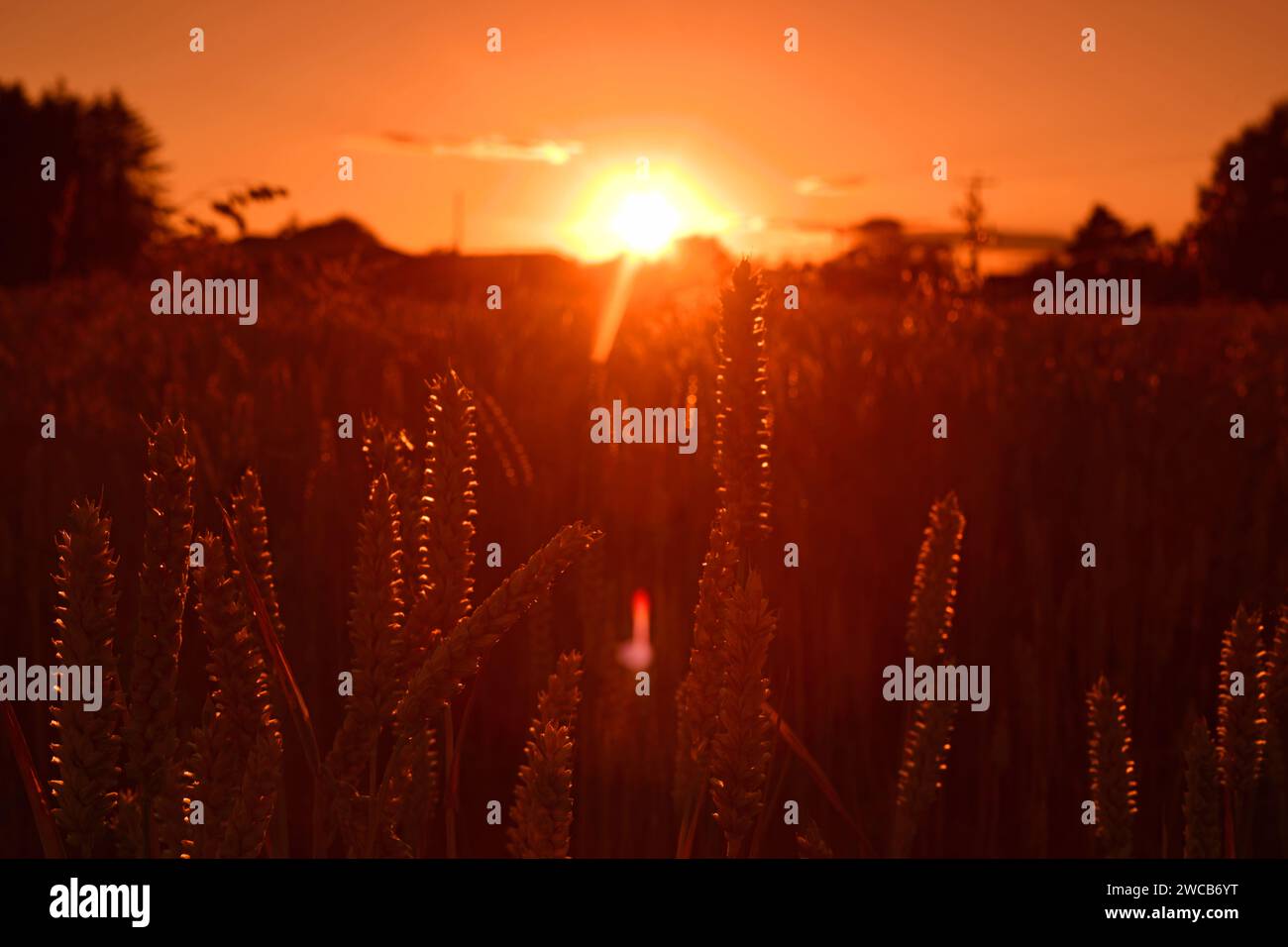 wheat growing in field at sunset york united kingdom Stock Photo