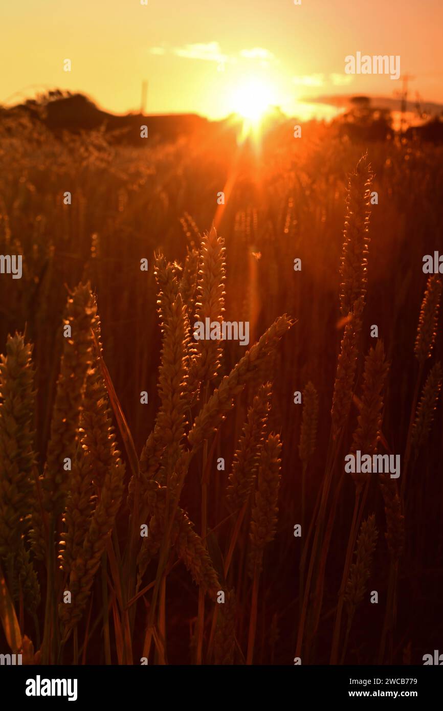 wheat growing in field at sunset york united kingdom Stock Photo