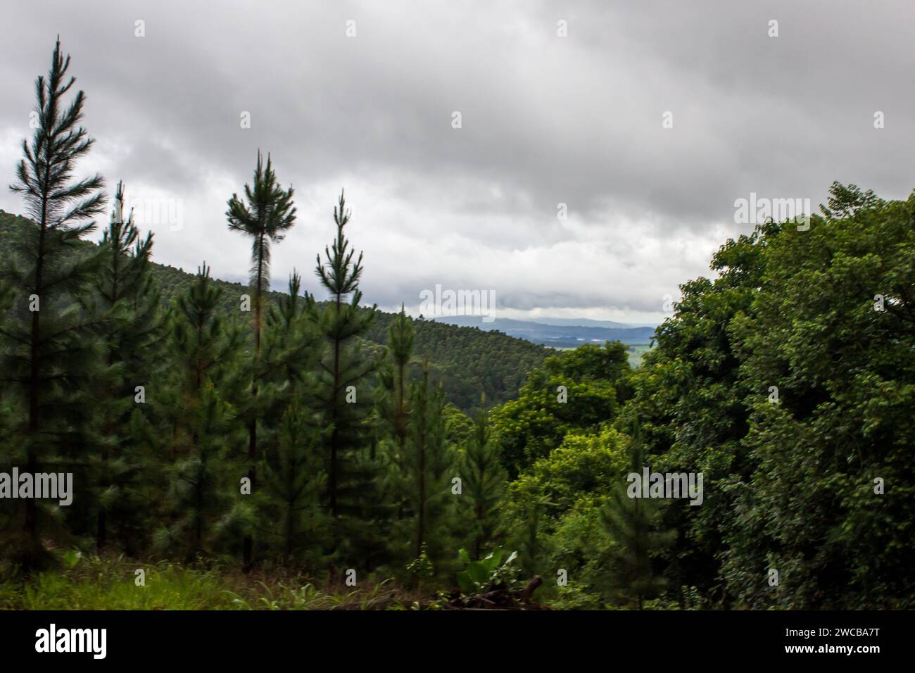 The tops of pine trees from a plantation with the forested slopes of Magoebaskloof, South Africa, in the background on an overcast and stormy day. Stock Photo