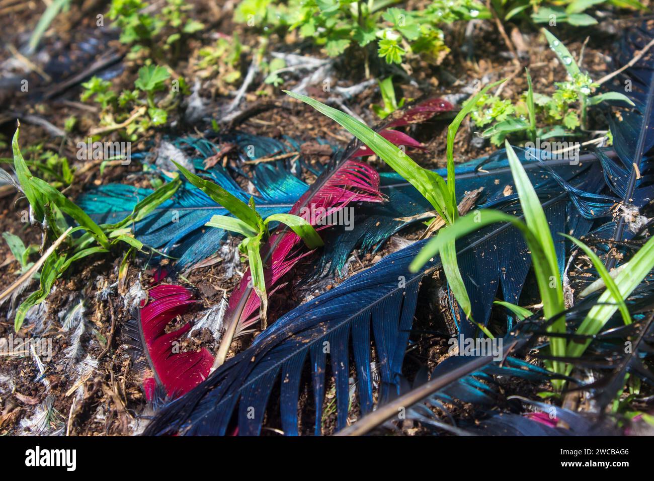 Brightly colored, Iridescent feathers of a Purple-crested Turaco, scattered in the undergrowth of the forests of Magoebaskloo in South Africa Stock Photo