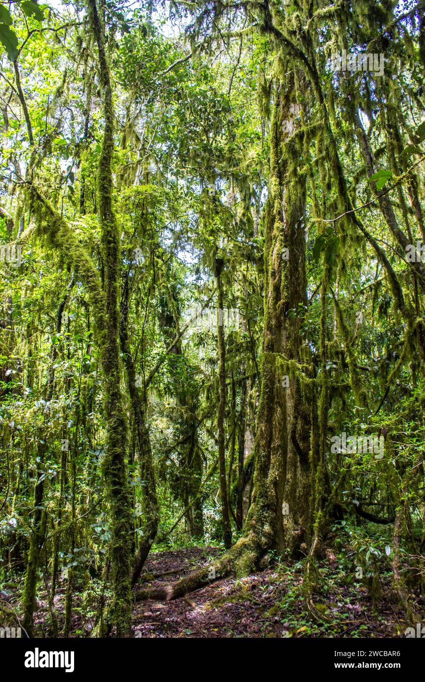 Trees covered in Spanish moss in the indigenous Afromontane rainforest of Magoebaskloof in South Africa. Stock Photo