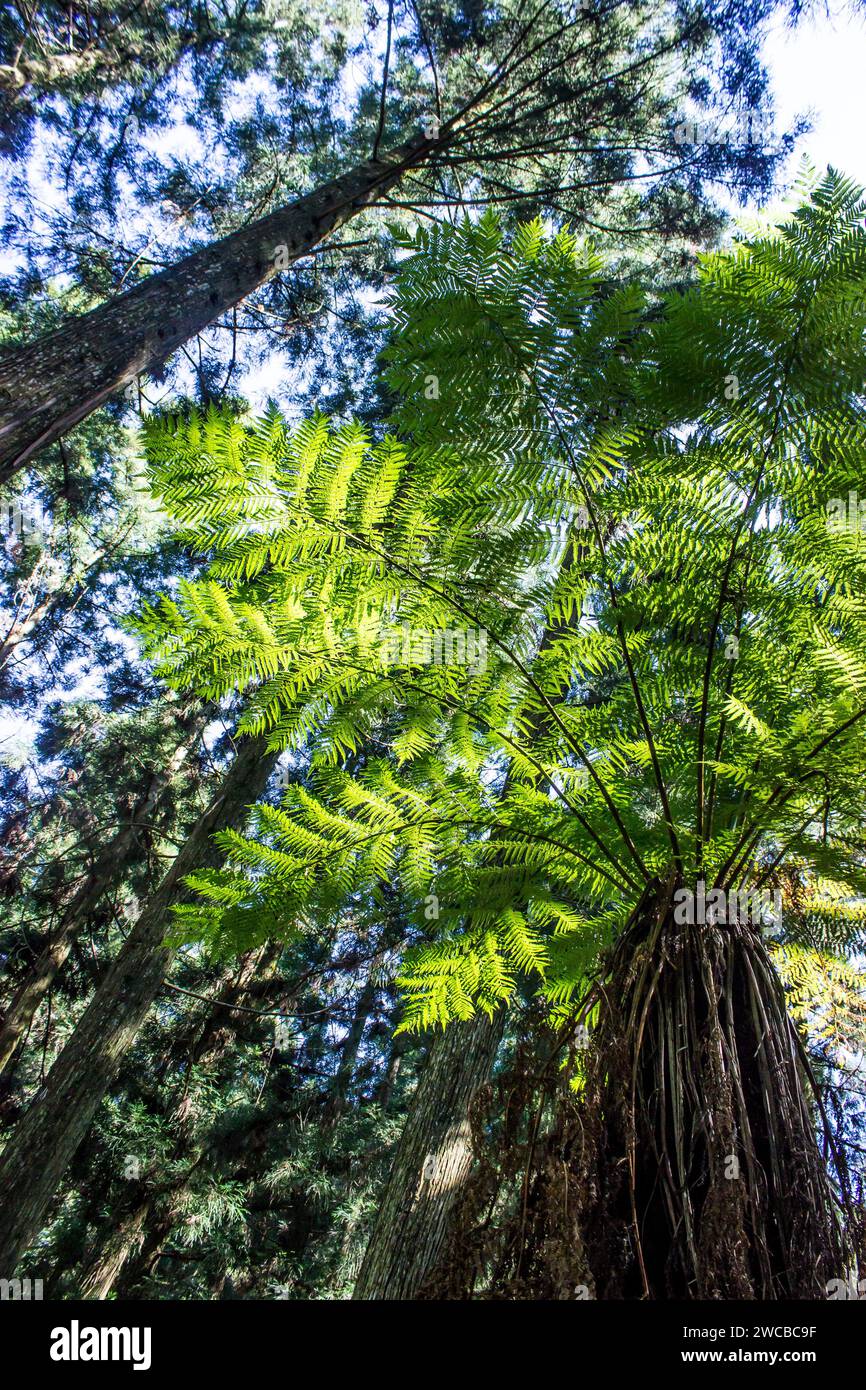 Forest and Forest tree fern Canopy Stock Photo
