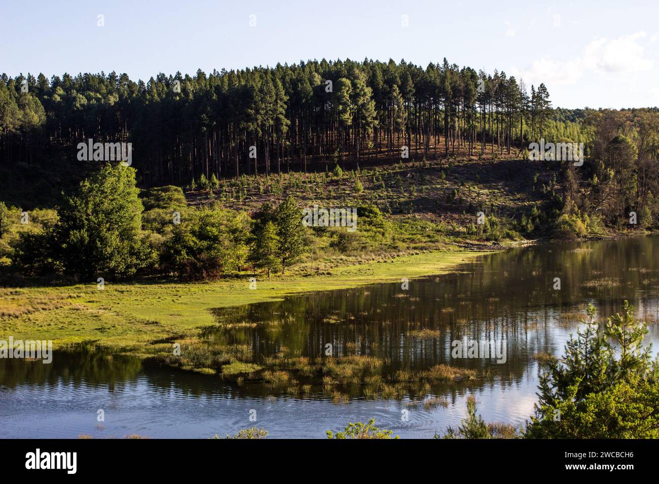 Reflection of a pine plantation in Dap Naude Dam, a small fishing dam on a clear sunny day in Magoebaskloof, South Africa. Stock Photo