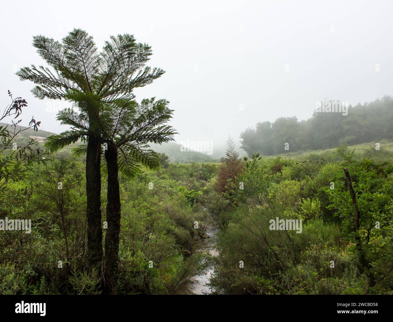 Two tall Grassland tree ferns, Cyathea dregei, with the forest and mountains in the background shrouded in mist in Magoebaskloof South Africa. Stock Photo