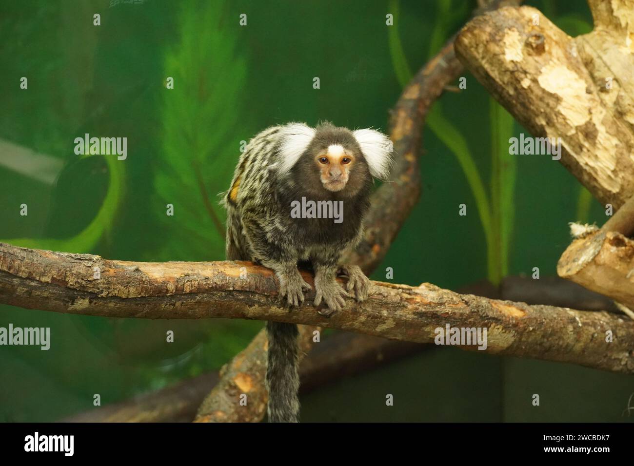 Animals at Amazonia - A place where we look at animals that are based from the Amazon Rainforest, right at M&D's Theme Park in Strathclyde Park Stock Photo