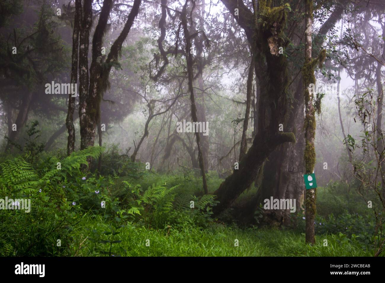 The rainforest of Magoebaskloof, South Africa, shrouded in mist forming a mysterious dreamlike landscape, Stock Photo
