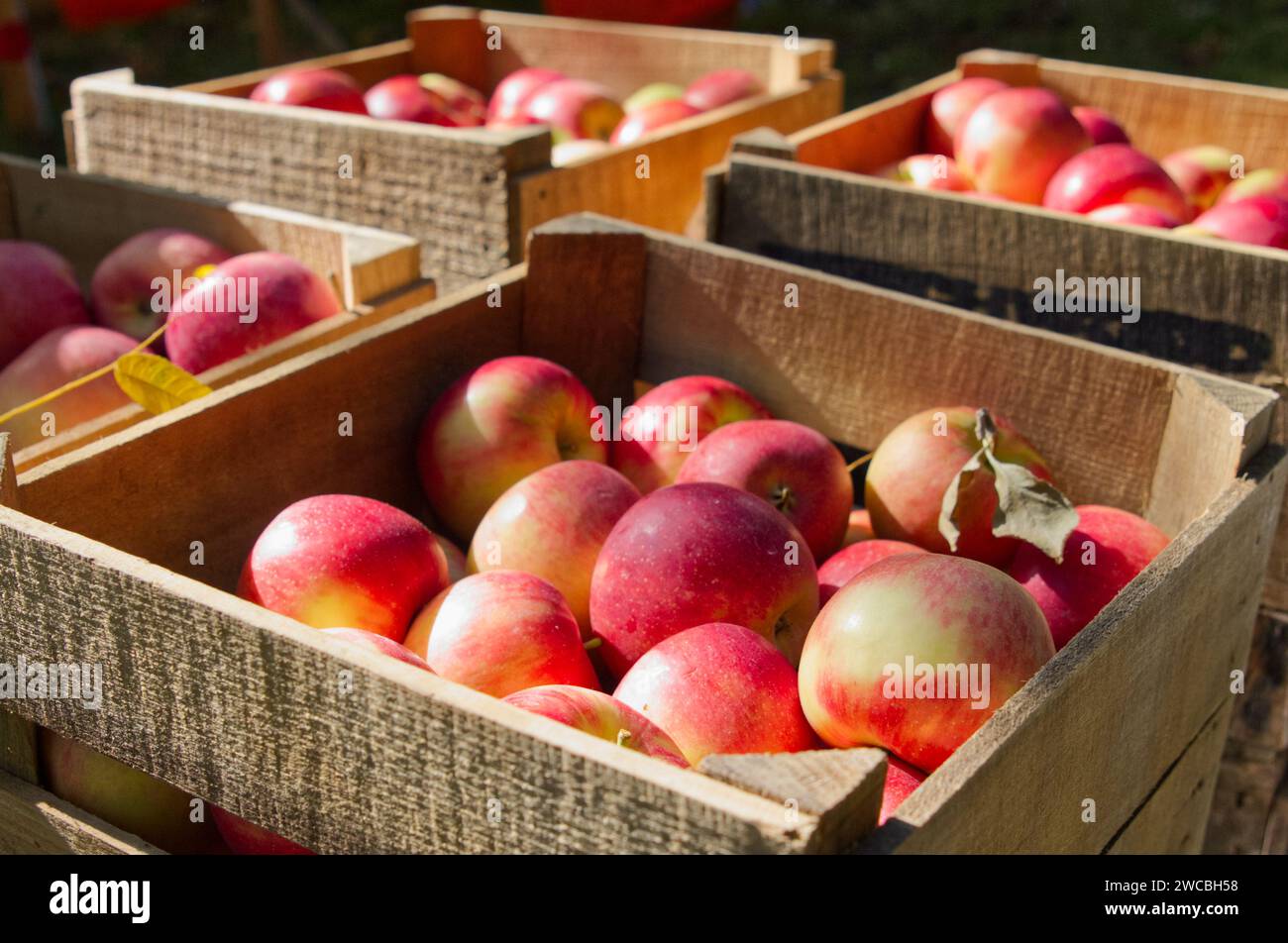 Farmers sit hi-res stock photography and images - Alamy