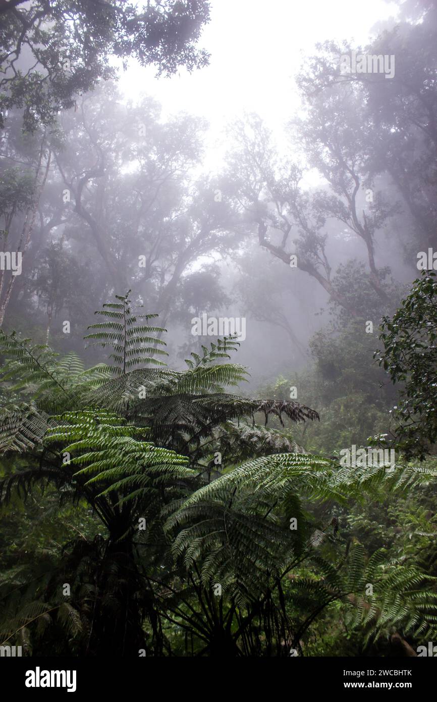 Eerie landscape of the indigenous Afromontane rainforest in the mist with lush green ferns in the foreground, in Magoebaskloof in South Africa. Stock Photo