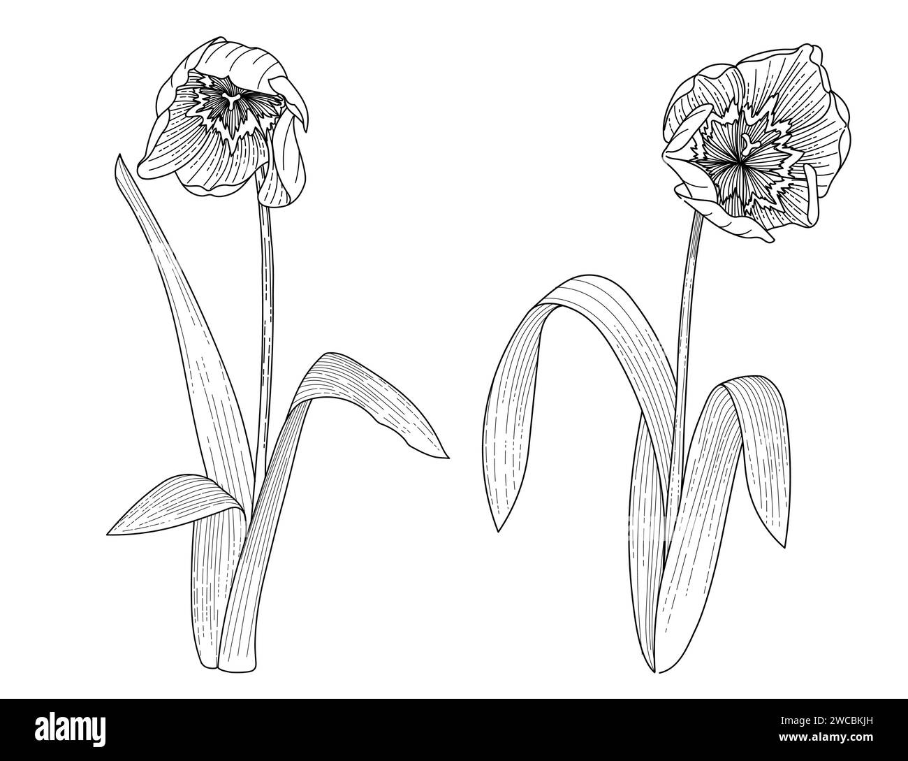 Set of two tulips flower hand drawn sketch for drawing book vector ...
