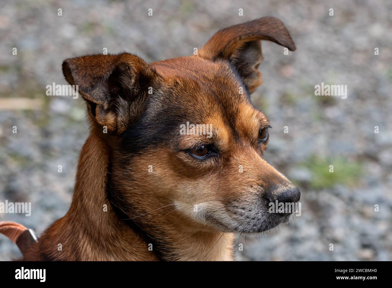 A head shot of a small, brown terrier dog. Stock Photo