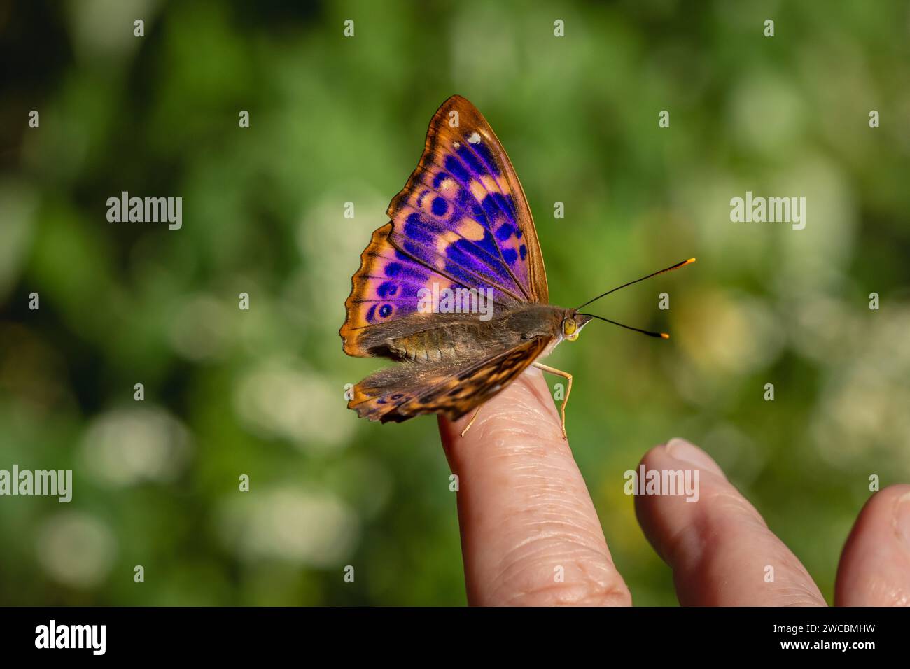 A Purple Emperor (Apatura iris) on someone's finger. Stock Photo