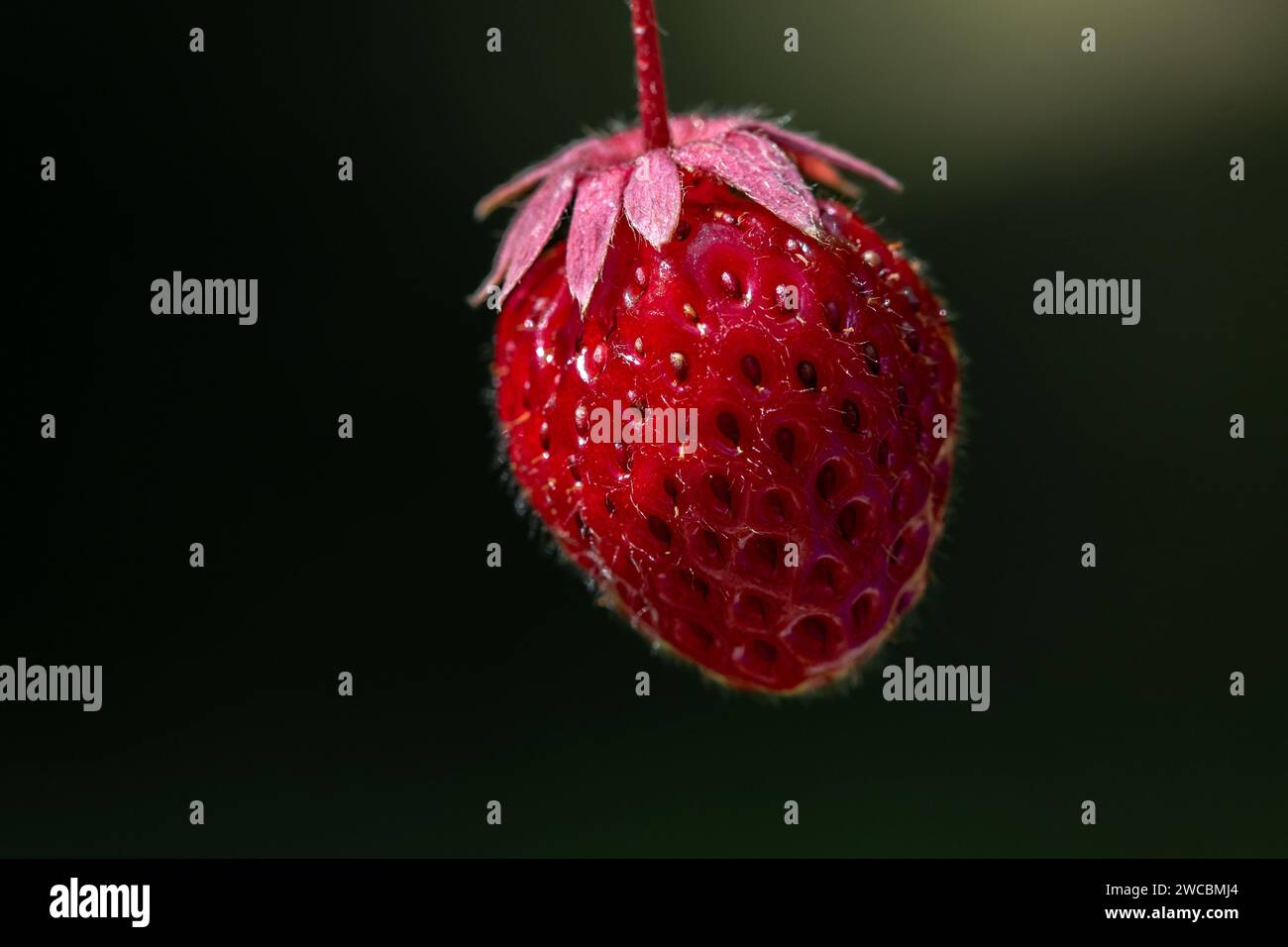 A single ripe strawberry ready for picking. Stock Photo