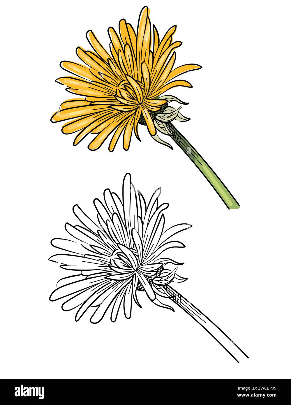 Dandelion flower head hand drawn colorful sketch for drawing book vector illustration isolated on white background Stock Vector