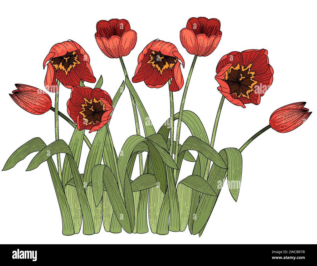 Set of three tulips flower hand drawn colorful sketch for drawing book ...