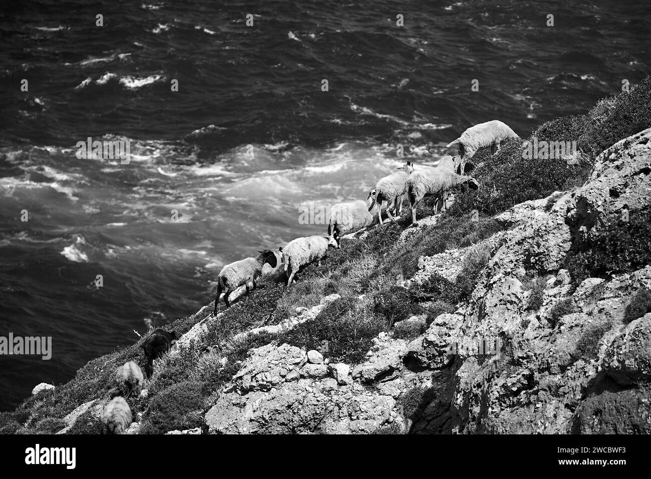 A herd of sheep grazing on a rocky mountainside by the sea on the island of Crete, Grecja,  monochrome Stock Photo