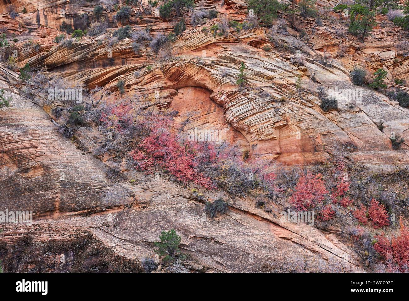 Red and green shrubs growing in a rock face. Located in zion national park, this beautiful display of colors stands vertically with visible rock layer Stock Photo