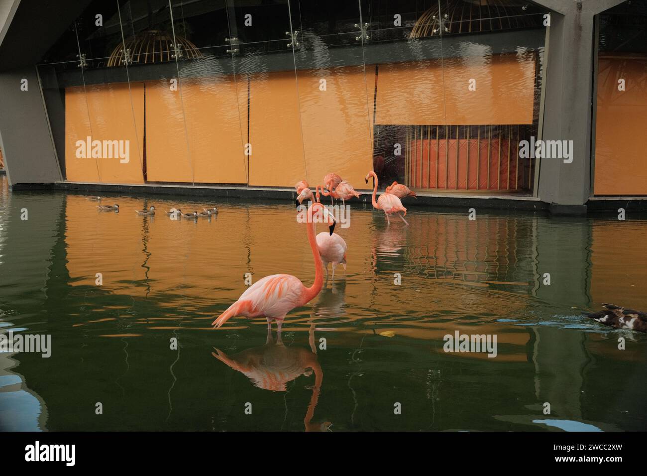 Flamingos in a pond Stock Photo