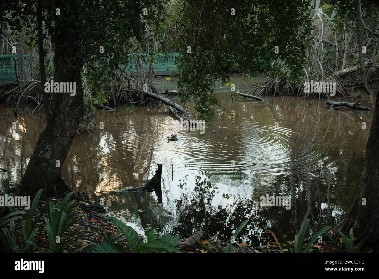 Ducks in a swamp Stock Photo