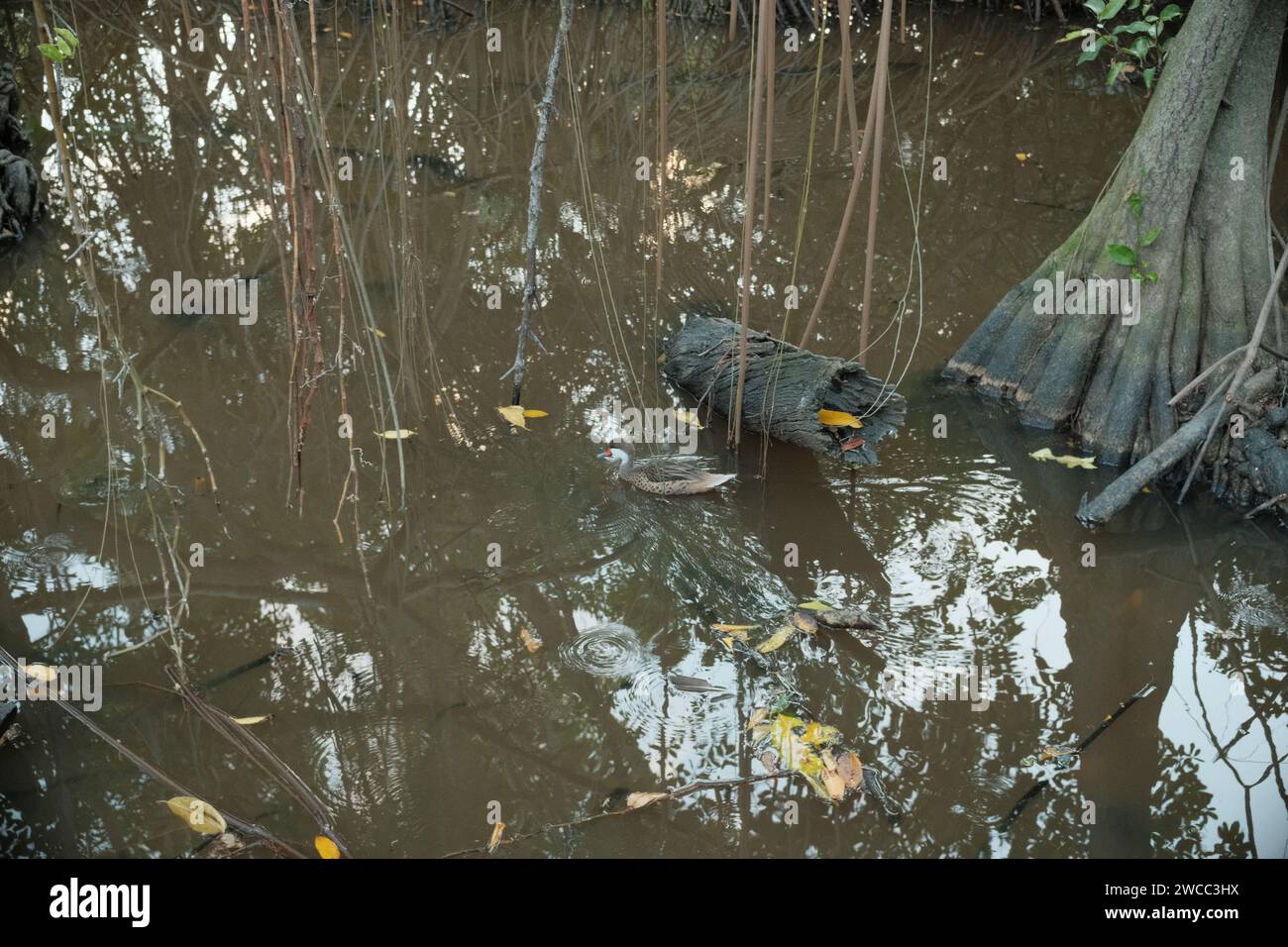 Swimming duck in a swamp Stock Photo