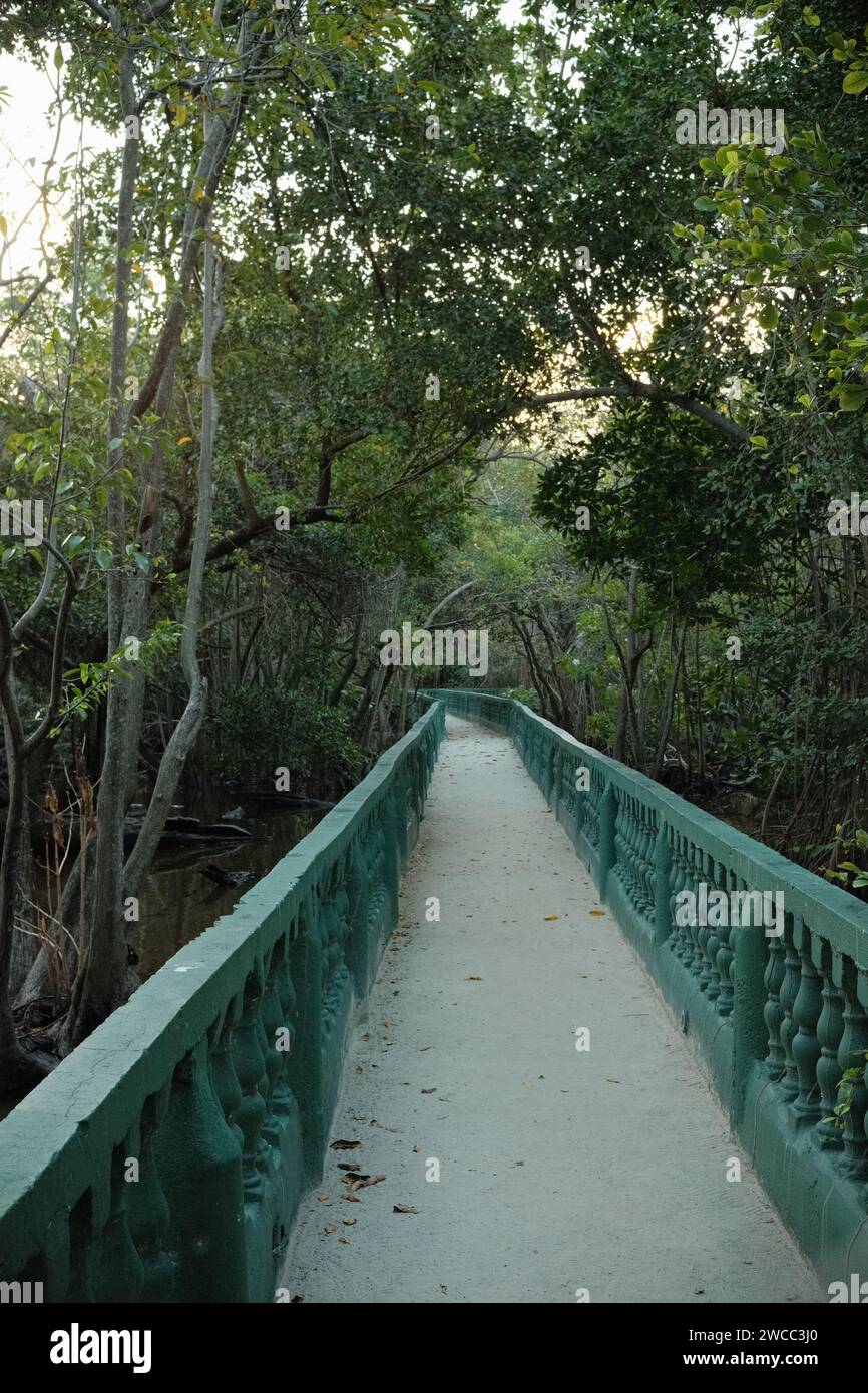 Curved bridge in the jungle Stock Photo