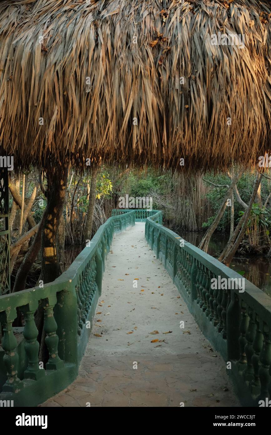 Bridge in the jungle Stock Photo