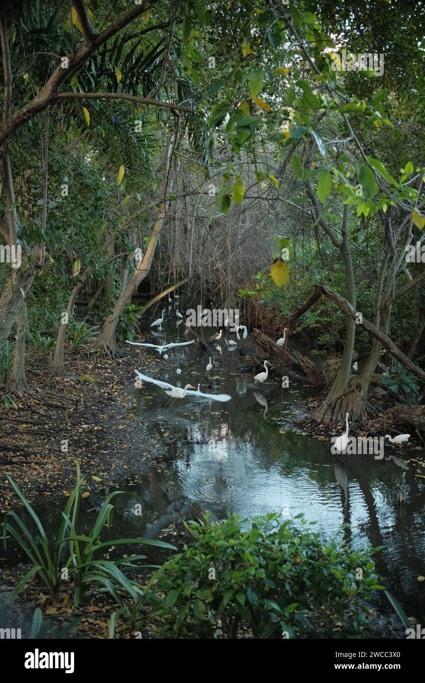 Flying birds in a swamp Stock Photo