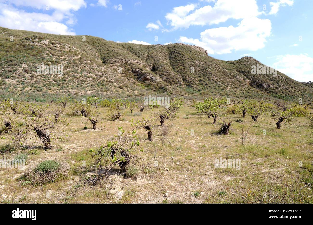 Abandoned vineyard in Tajuña valley. Comunidad de Madrid, Spain. Stock Photo