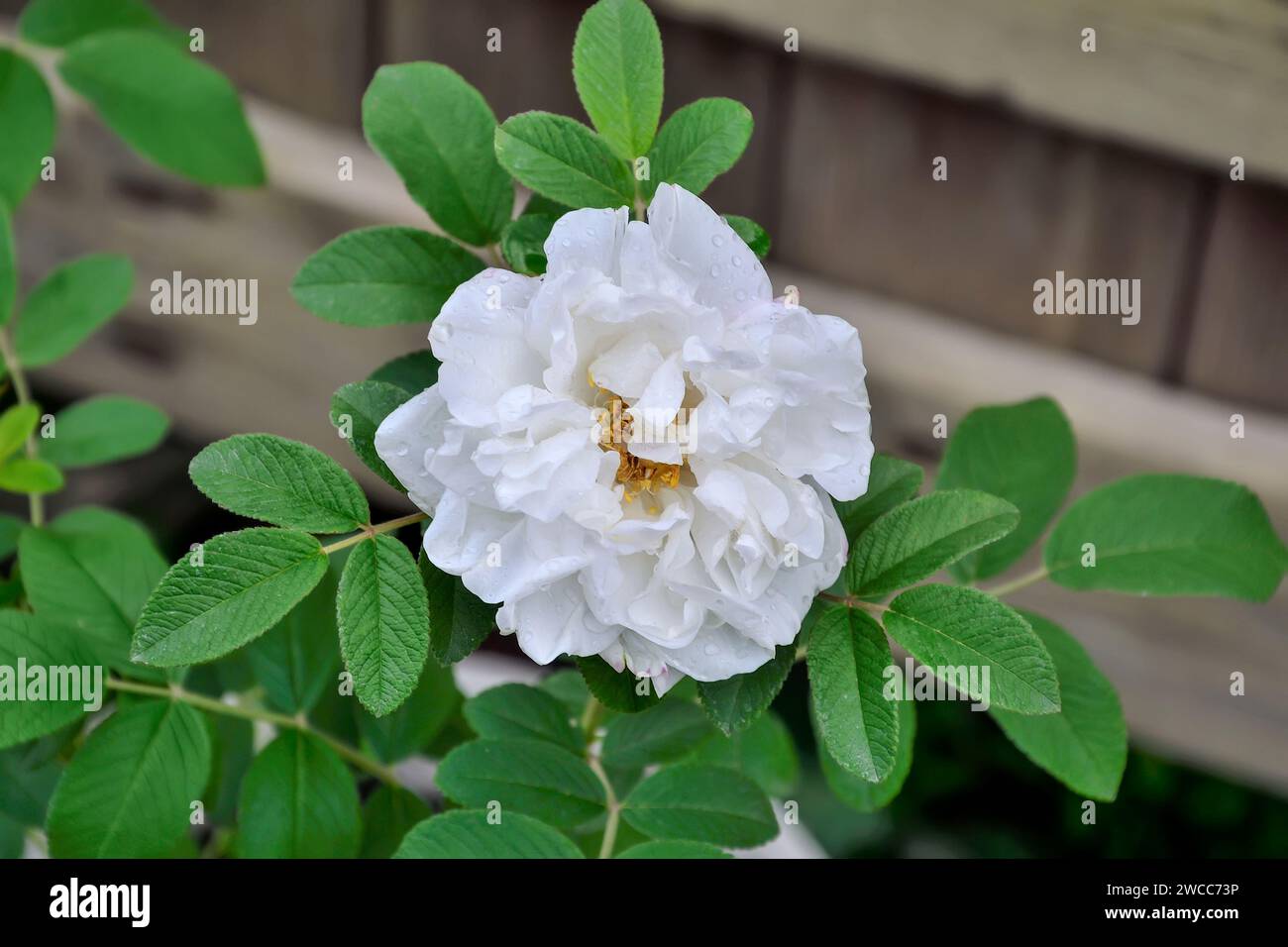 Beautiful white double briar, or dog rose flower in summer garden. Rose hip flower close up - summer floral background. Beauty of nature, floriculture Stock Photo