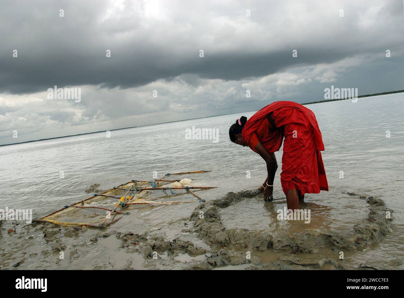 Women collecting prawn seeds from the saline river of Sundarban delta. Poverty prevails among the villagers that about 60,000 families go into chest-high waters of the rivers of Sundarbans regularly in search of prawn seeds (Bagda), where they often fall prey to shark bites and catch skin diseases. Life in the Sundarbans, the largest delta in the world, is all about the struggle for survival, be it for food, shelter or for sheer escape from man-eaters. Gosaba, Sundarban, West Bengal, India. Stock Photo
