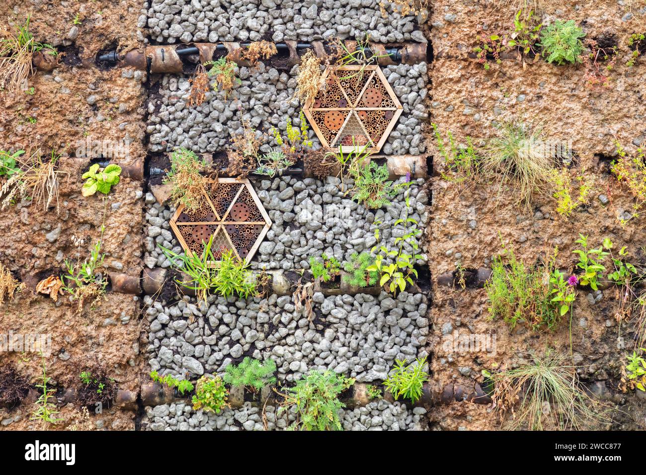 Ecofriendly wall made of loam and clay with plants and insect hotels Stock Photo