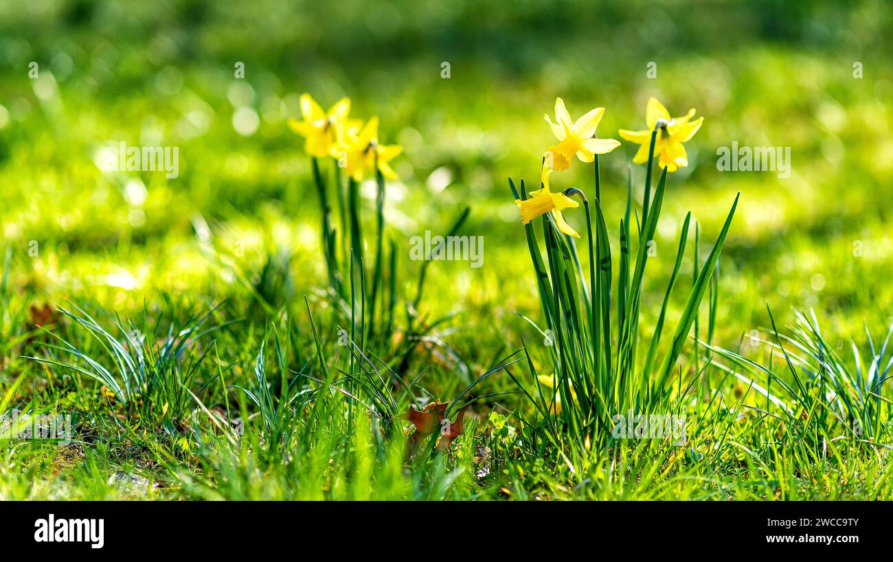 common daffodils in full bloom in spring Stock Photo