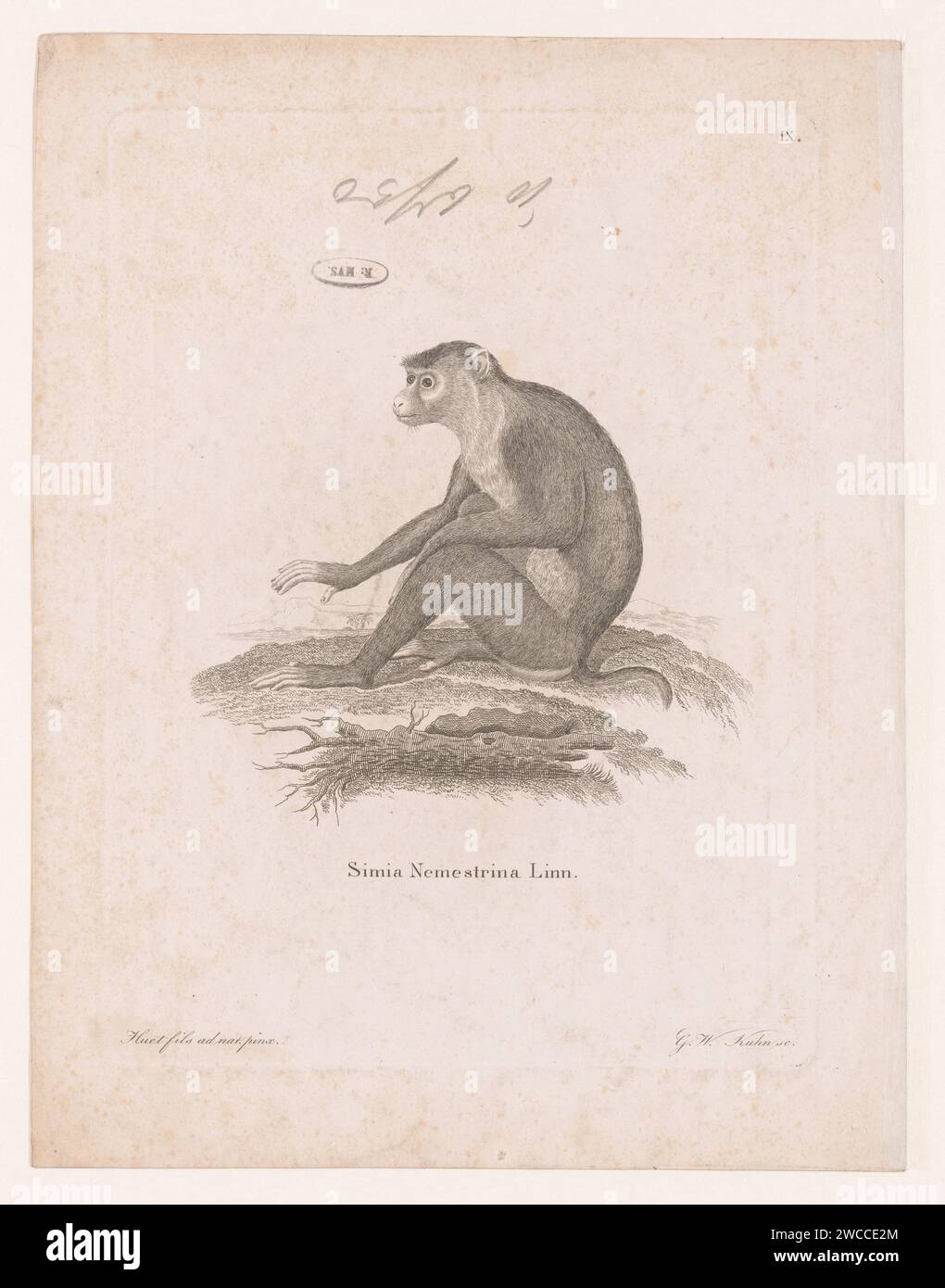 Makaak sitting in a landscape, G.W. Kuhn, 1766 - 1799 print According to the title it concerns the Lampongaap (Simia Nemestrina) described by Carolus Linnaeus. Numbered at the top right: IX. Leipzig paper steel engraving monkeys, apes Stock Photo