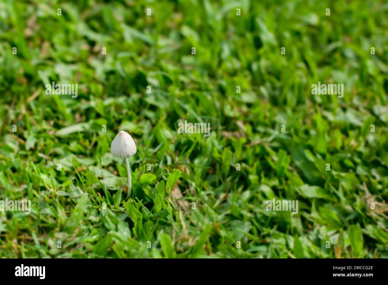 A delicate mushroom appears amidst a field of dense green grass, highlighting the beauty of natural flora in daylight Stock Photo