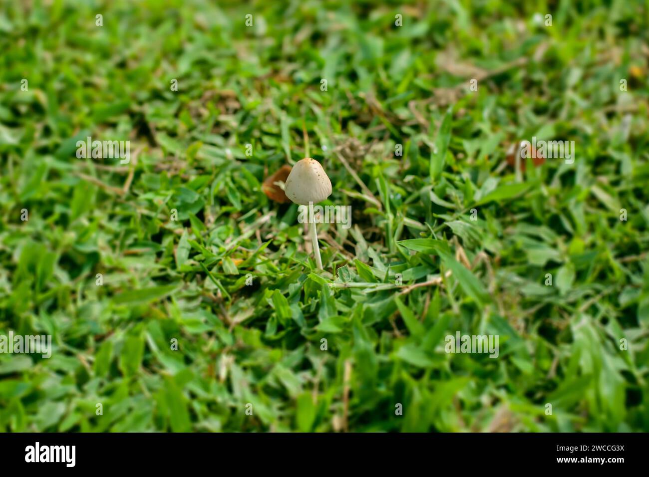 Small Mushroom Emerging From Lush Green Grass in a Natural Daylight Setting Stock Photo