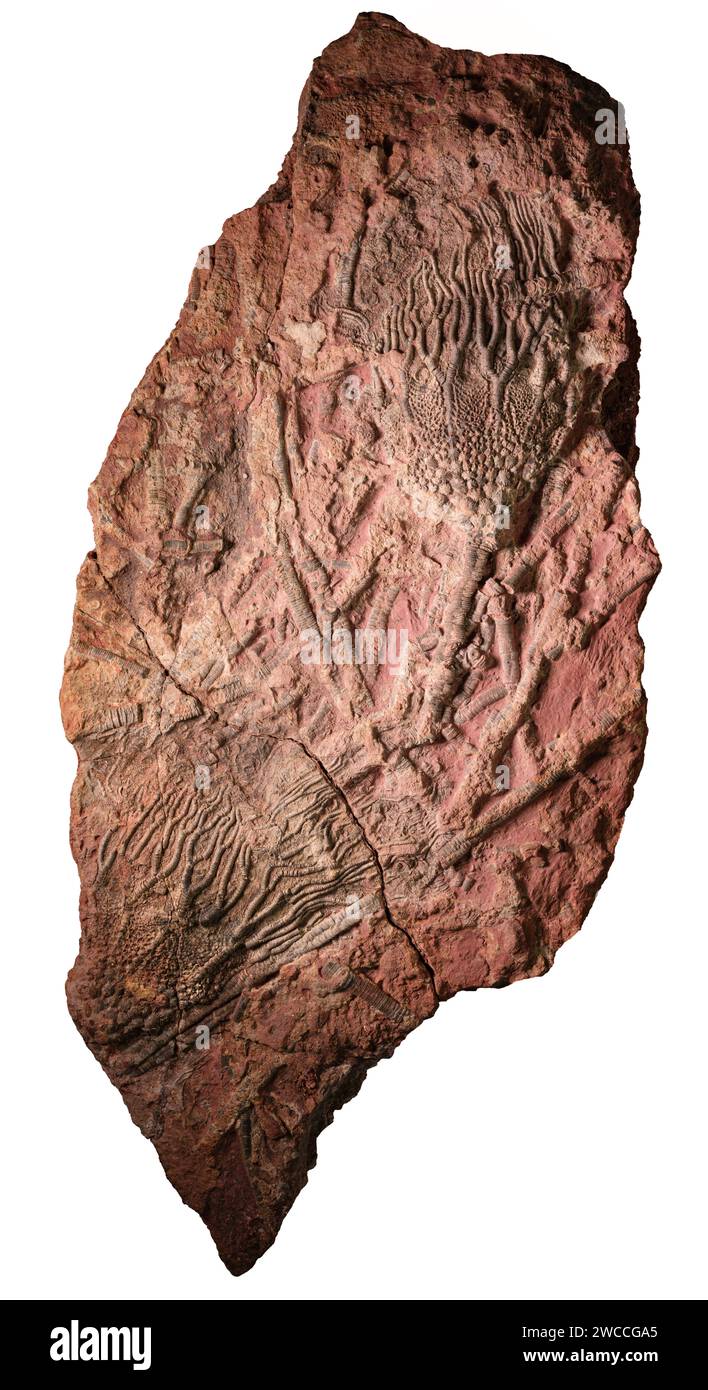 Large slab of iron stained limestone containing complete fossilised remains of Crinoid calyces and stems from Paleozoic deposits found in Morocco Stock Photo