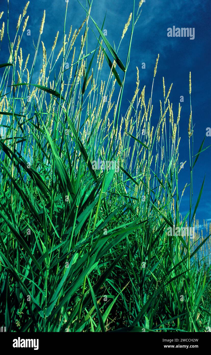 Dark Green Reeds Tall green reeds hi-res stock photography and images - Alamy
